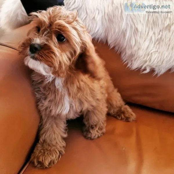 Adorable Maltipoo Puppy