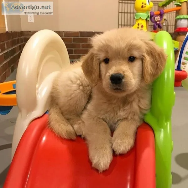 Golden Retriever AKC Registered