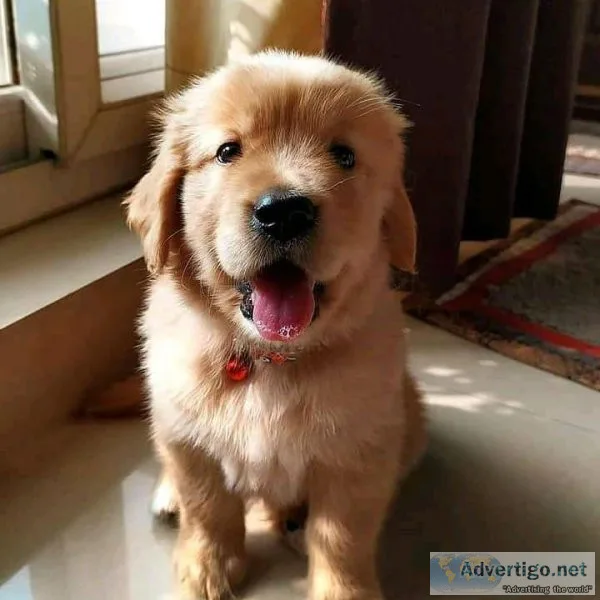 Golden Retriever puppies For Sale