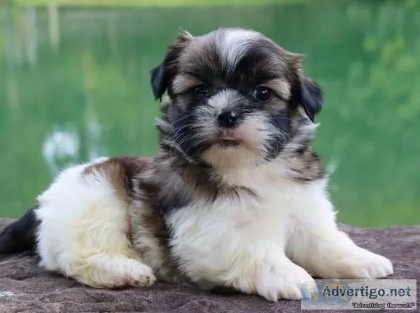 Shih Tzu Puppies available
