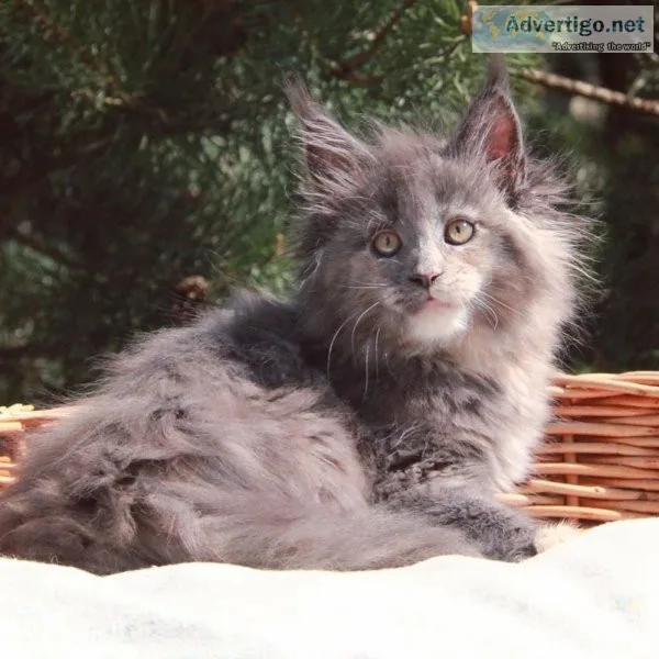 Maine coon kitten for sale
