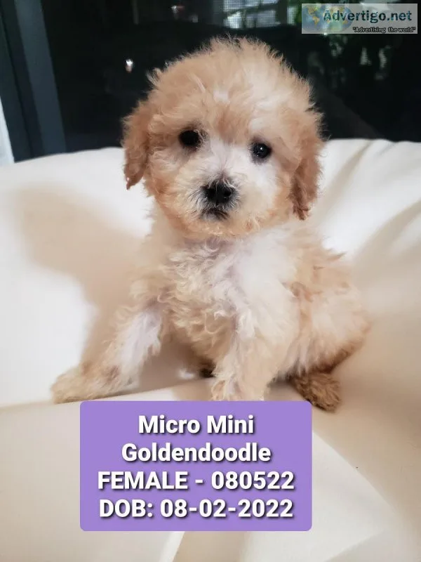 Gorgeous F1B Petite Mini Goldendoodle Puppies