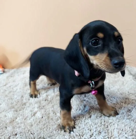 Lovely Dachshund puppies.