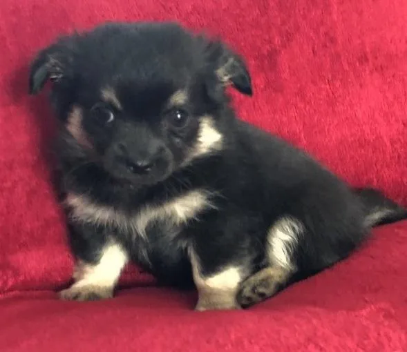 Chihuahua pups for a warm loving home.