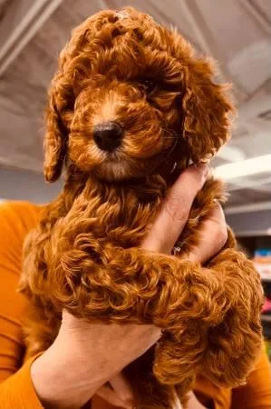 AKC Mini Red Poodle