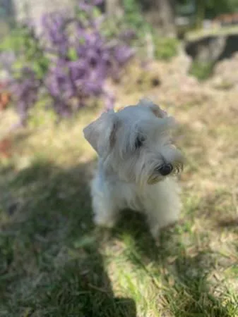 Miniature Schnauzer Puppies