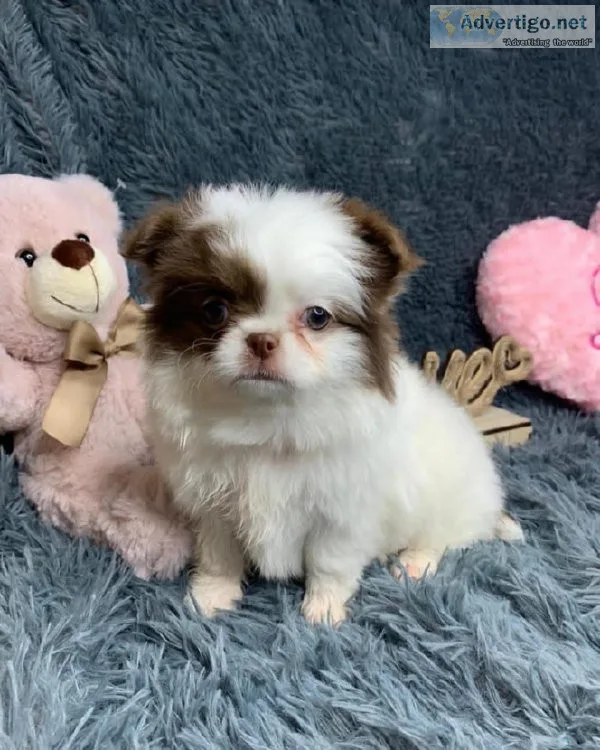 Small chihuahua puppy for sale