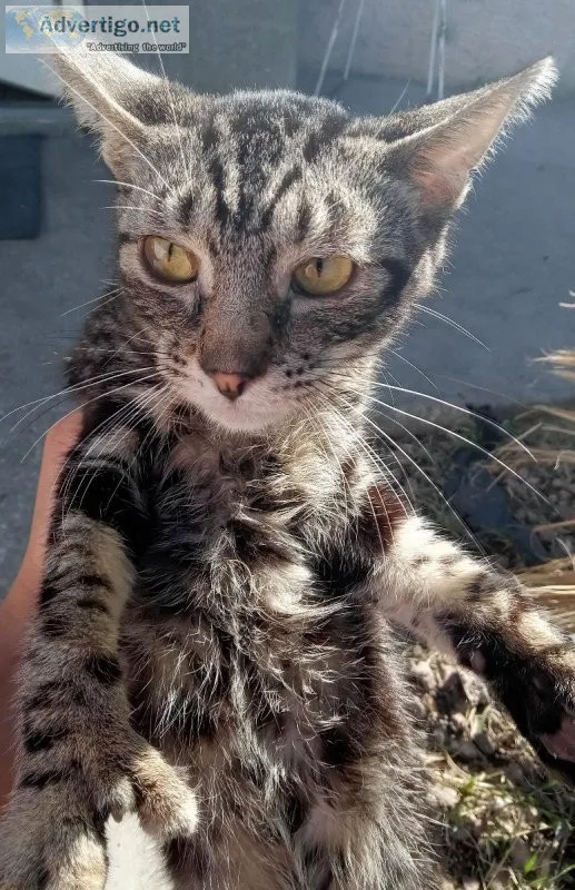 Bengal Savannah kitten