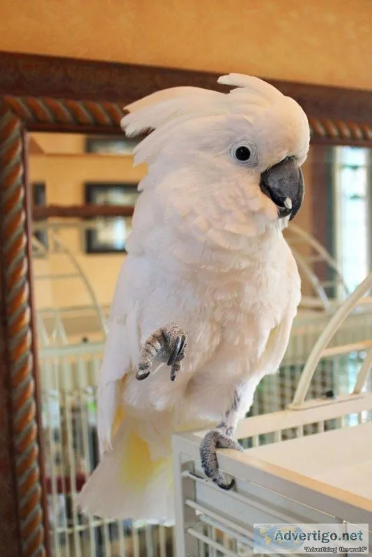 Male and Female Umbrella Cockatoos for sale