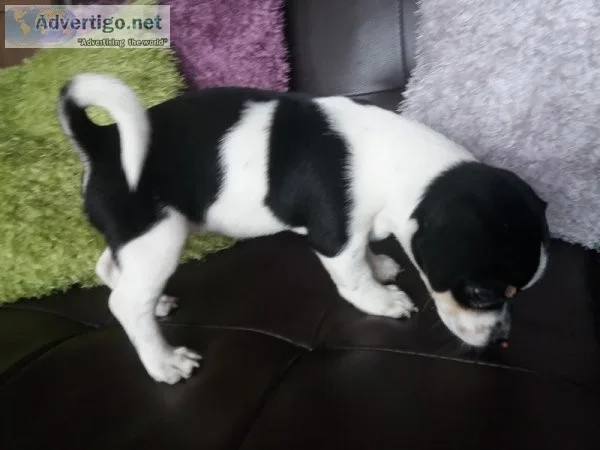 Chihuahua excellent pedigree