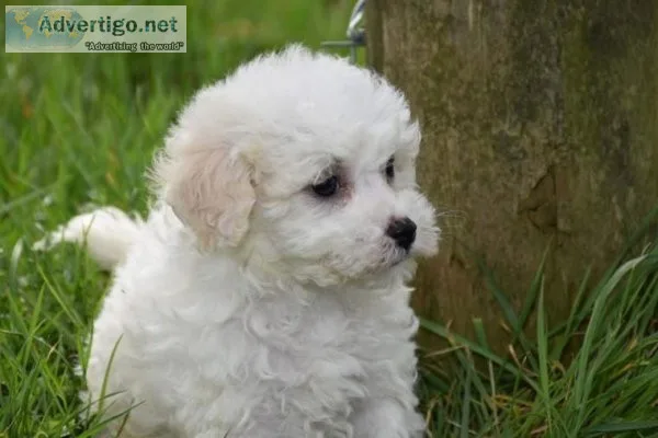 Pure Bichon Frise pups for sale