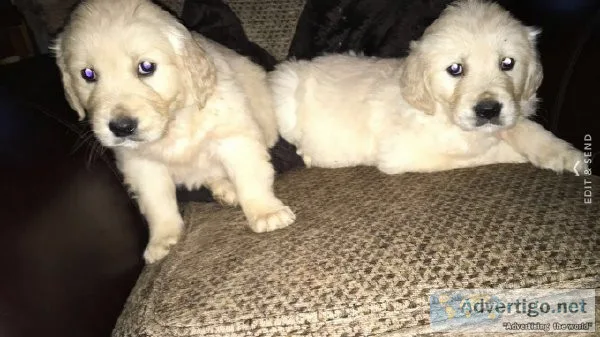Golden Retriever puppies availability