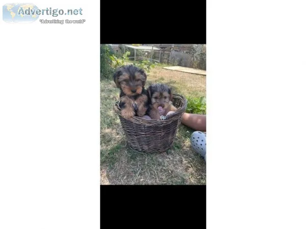 basic Yorkshire Terrier Puppies