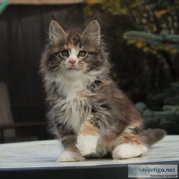 Maine coon kitten for sale