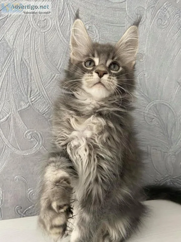 Maine coon kitten for sale