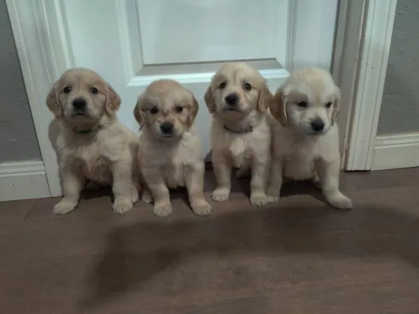 Golden Retriever Babies Ready