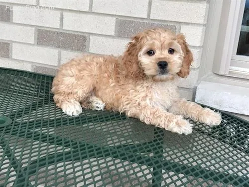 Beautiful Cockapoo puppies.
