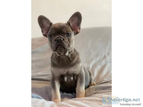 admired French Bulldog Puppies Ready