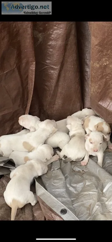 Pitbull Puppies Purebred