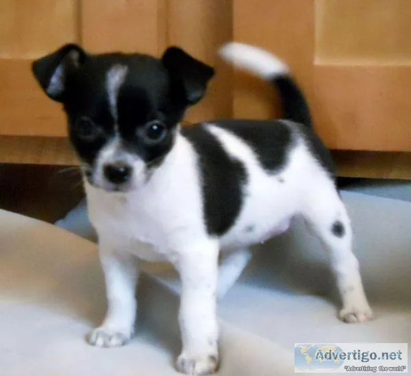 Fantastic Chihuahua puppies for sale