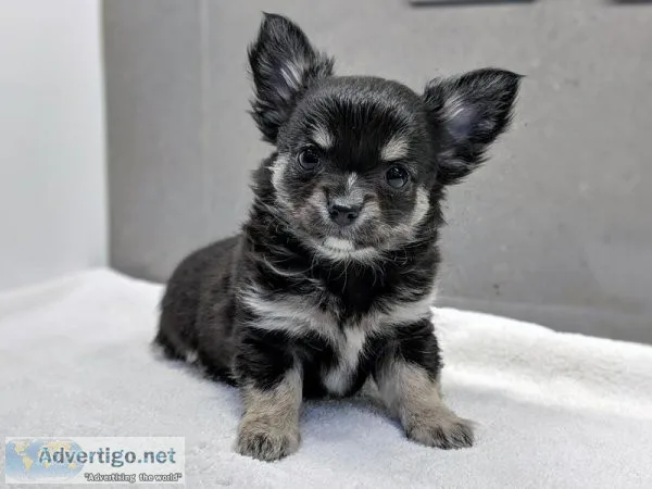 Beautiful chihuahua puppies for sale