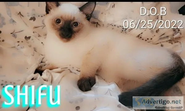 SiameseHimalayan kittens