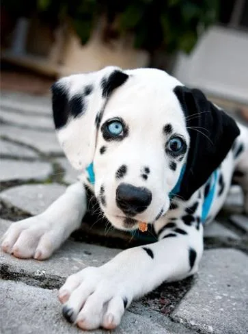 Gorgeous Dalmatian puppies