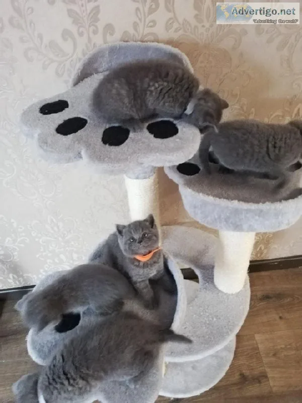 Cute British Shorthair kittens -