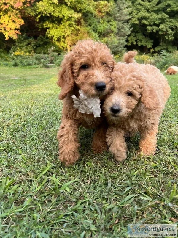 Mini Golden Doodle Puppies