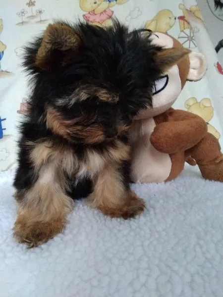 Adorable outstanding Yorkshire terrier puppies ready