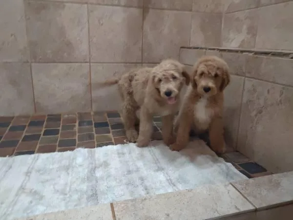 Goldendoodle Puppy