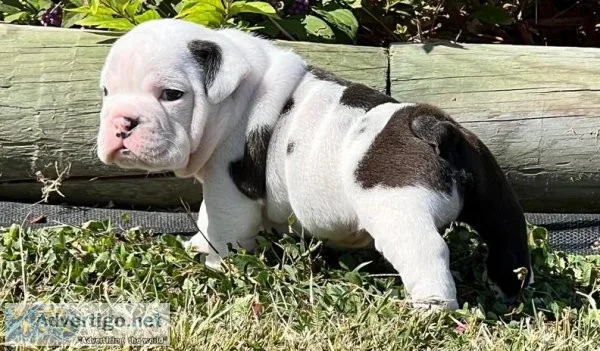 docile English Bulldog puppies