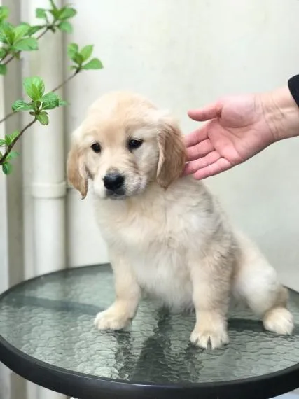 Unconditional Reg Golden Retriever Puppies