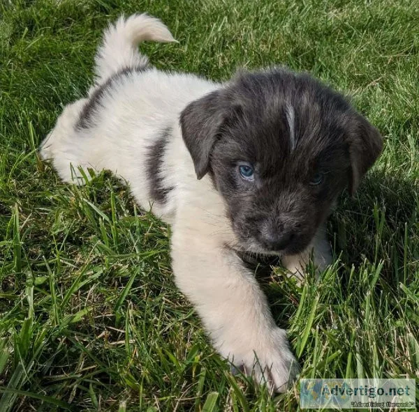 NEWFOUNDLAND PUPPIES
