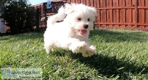 uplifting maltese puppies