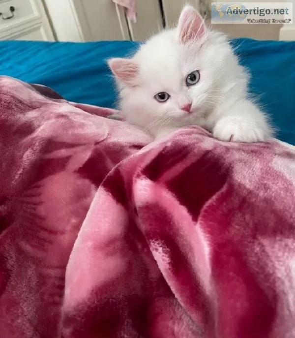 Beautiful Perisan kittens