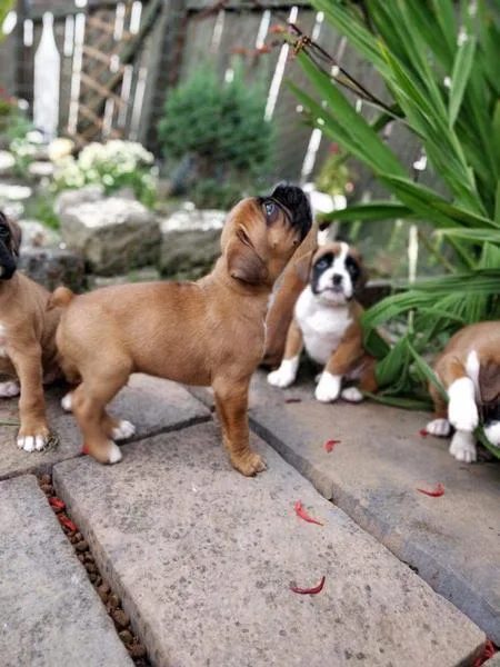 BEAUTIFUL Champion Bloodline Boxer