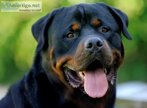 Soothe your Dog s sensitive paw pads 