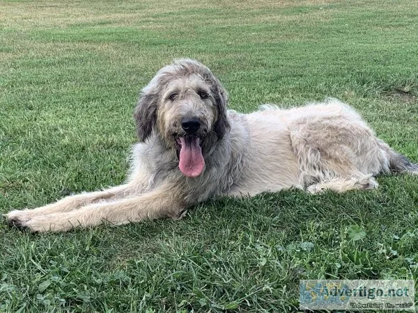 Irish wolfhound x Great Pyrenees