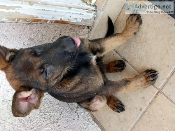German Shepherd puppy