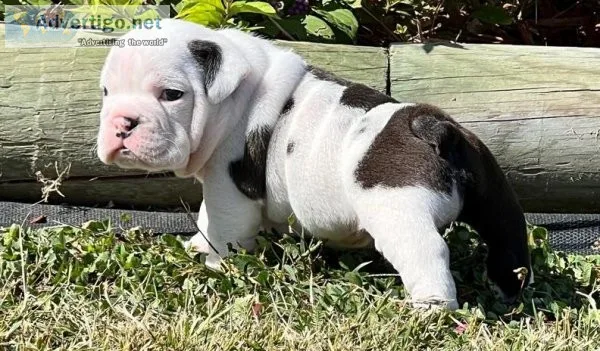 sociable English Bulldog puppies