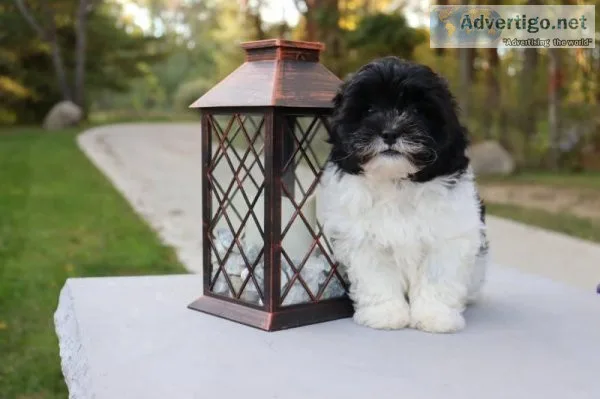 Levi male Shihpoo 950