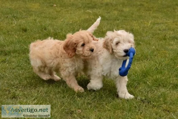 F1 cavapoo for sale