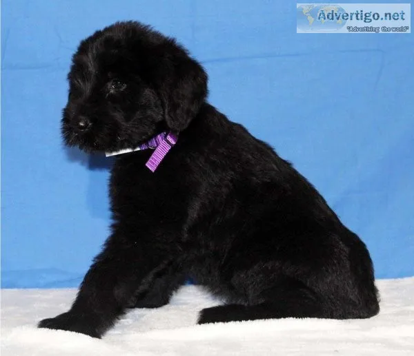 Giant Schnauzer Puppy