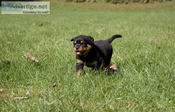 R0TTWEILER PUPPIES