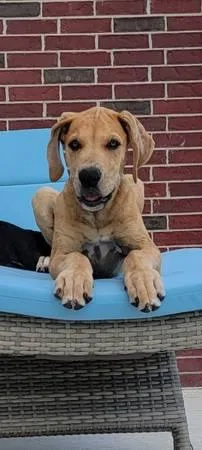 AKC Registered Great Dane Puppie