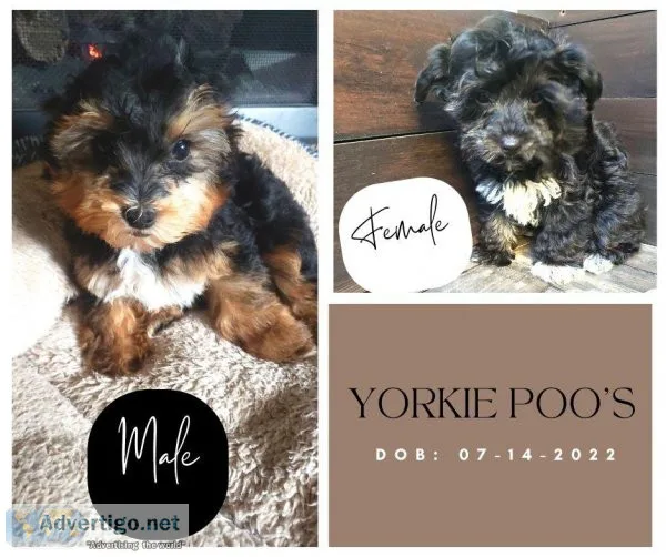 Gorgeous TOY Yorkie-Poo (Yorkshire Terrier and Toy Poodle) Puppi