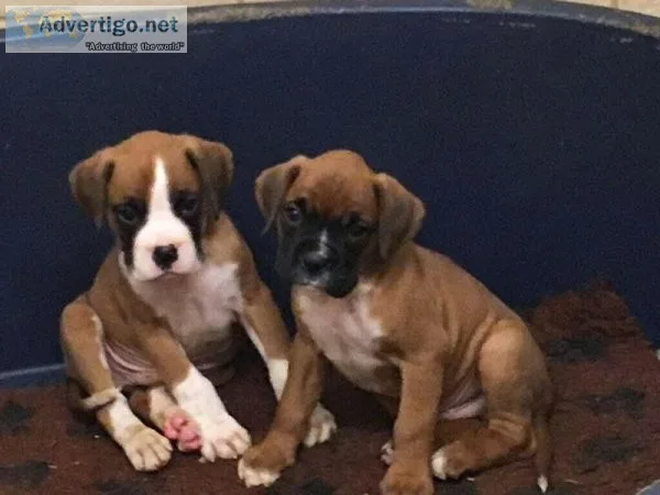Ready Now Stunning boxer pups for sale