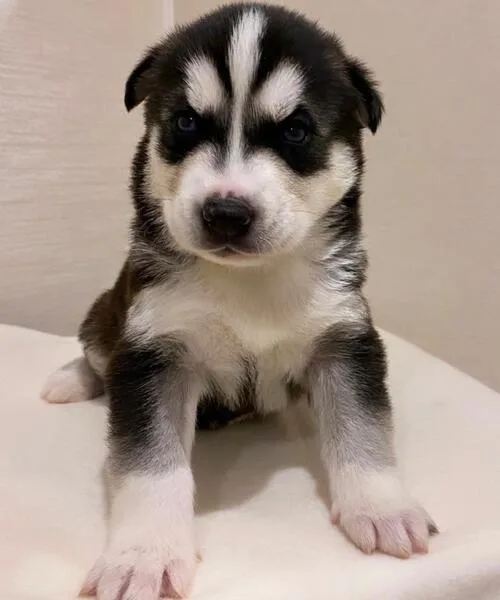 PUREBRED BLUE EYE SIBERIAN HUSKY PUPPIES AVAILABLE