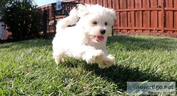 kind Maltese puppies
